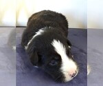 Small Photo #10 Border Collie Puppy For Sale in CARLISLE, KY, USA