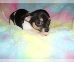 Small Chihuahua