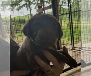 Chesapeake Bay Retriever Puppy for sale in COOKEVILLE, TN, USA