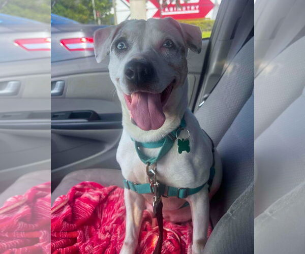 Medium Photo #7 Jack Russell Terrier-Unknown Mix Puppy For Sale in Pompano Beach , FL, USA