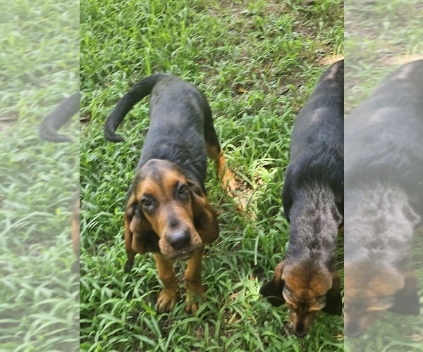 Medium Photo #4 Bloodhound Puppy For Sale in TOCCOA, GA, USA