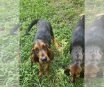 Small #3 Bloodhound