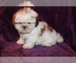 Small Photo #2 Shih Tzu Puppy For Sale in BLOOMINGTON, IN, USA