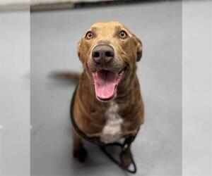 Labrador Retriever Dogs for adoption in Peoria, IL, USA