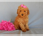 Small Photo #2 Goldendoodle (Miniature) Puppy For Sale in MILLERSBURG, OH, USA