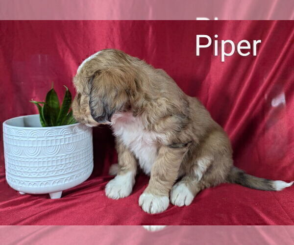 Medium Photo #3 Bernedoodle Puppy For Sale in CANON CITY, CO, USA