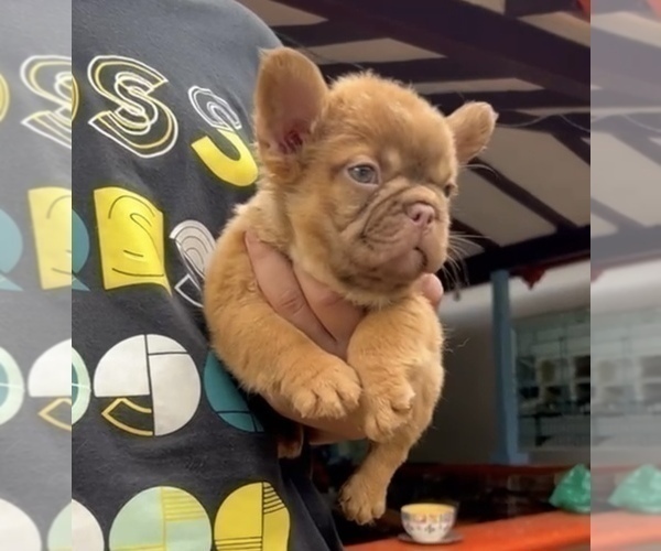 Medium Photo #13 French Bulldog Puppy For Sale in PORTLAND, OR, USA