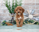 Small Photo #4 Goldendoodle mix (+ Poodle Miniature) Puppy For Sale in SPENCERVILLE, IN, USA