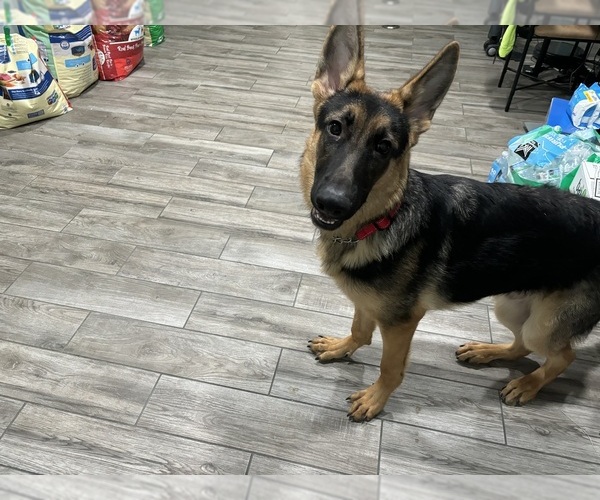 Medium Photo #2 German Shepherd Dog Puppy For Sale in BEVERLY HILLS, FL, USA