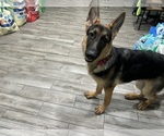 Small #1 German Shepherd Dog