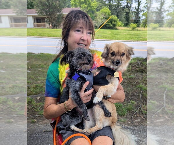 Medium Photo #3 Mutt Puppy For Sale in Ellijay, GA, USA