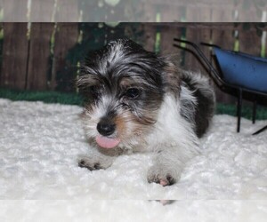 Chorkie Puppy for sale in PITTSFIELD, NH, USA