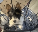 Small #7 Yorkshire Terrier