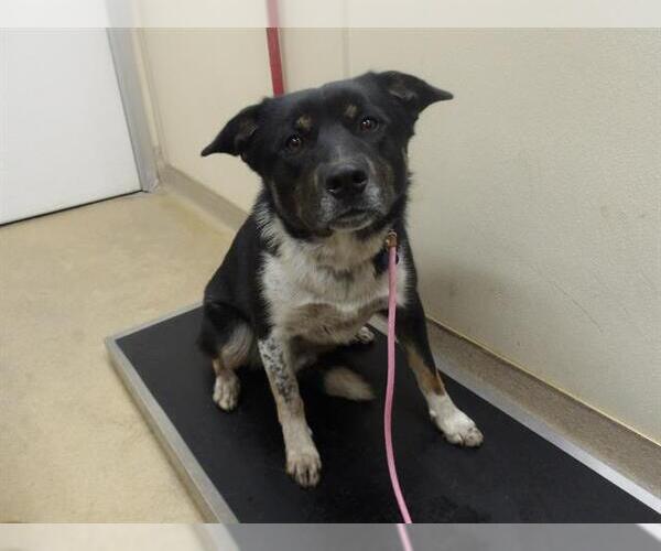 Medium Photo #1 Australian Shepherd-Unknown Mix Puppy For Sale in Santa Rosa, CA, USA