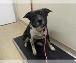Small Australian Shepherd Mix