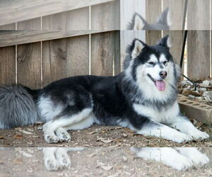Siberian Husky Dogs for adoption in Carrollton, TX, USA