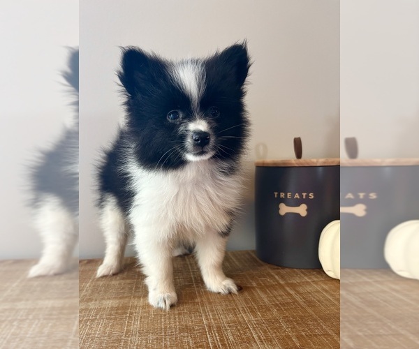 Medium Photo #2 Pomeranian Puppy For Sale in INDIANAPOLIS, IN, USA