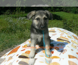 German Shepherd Dog Puppy for Sale in PIEDMONT, Missouri USA