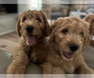 Goldendoodle Puppy for sale in ELLIJAY, GA, USA