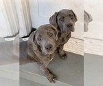 Small Photo #13 Cane Corso Puppy For Sale in ONTARIO, CA, USA