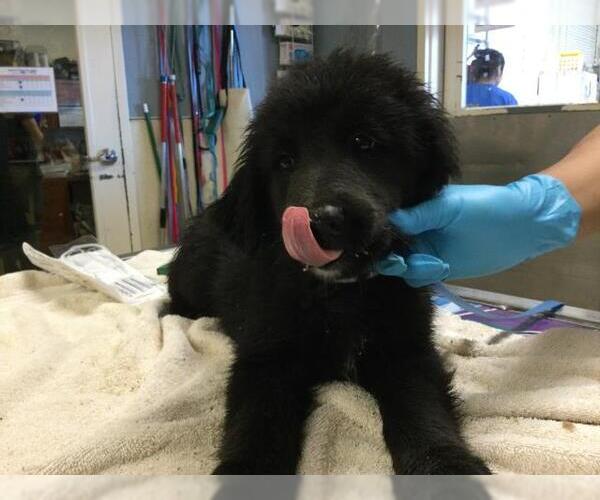 Medium Photo #1 Labrador Retriever-Unknown Mix Puppy For Sale in Riverside, CA, USA