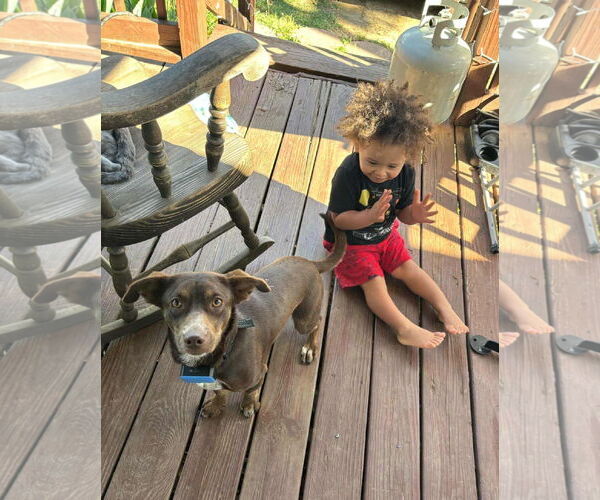 Medium Photo #8 Dachshund-Unknown Mix Puppy For Sale in Arlington, VA, USA