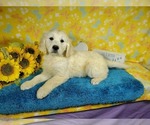 Small Photo #66 English Cream Golden Retriever Puppy For Sale in PEYTON, CO, USA
