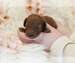 Puppy April Poodle (Toy)