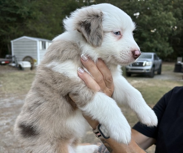 Medium Photo #5 Miniature Australian Shepherd Puppy For Sale in BEEBE, AR, USA