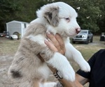 Small #1 Miniature Australian Shepherd
