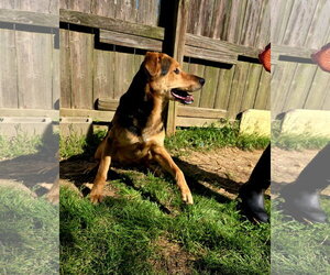 Sadie - Female Mutt Dog for Adoption - Photo #5