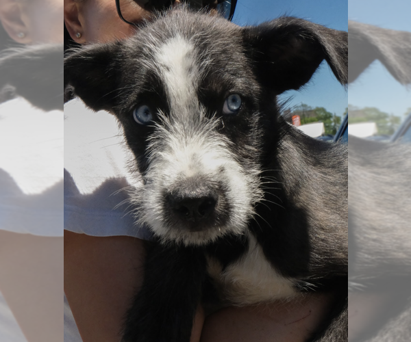 Medium Photo #2 Siberian Husky-Unknown Mix Puppy For Sale in Brooklyn, NY, USA