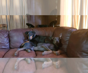 Father of the Doberman Pinscher puppies born on 10/04/2025