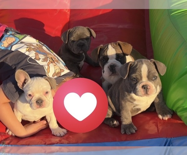 Medium Photo #1 French Bulldog Puppy For Sale in BUCKEYE, AZ, USA