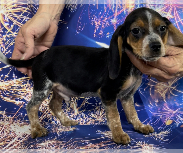 Medium Photo #2 Beagle Puppy For Sale in AZLE, TX, USA