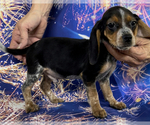 Small Photo #2 Beagle Puppy For Sale in AZLE, TX, USA