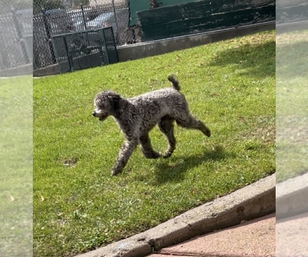 Medium Photo #1 Poodle (Miniature) Puppy For Sale in SAN LEANDRO, CA, USA