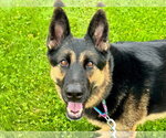 Small #19 German Shepherd Dog