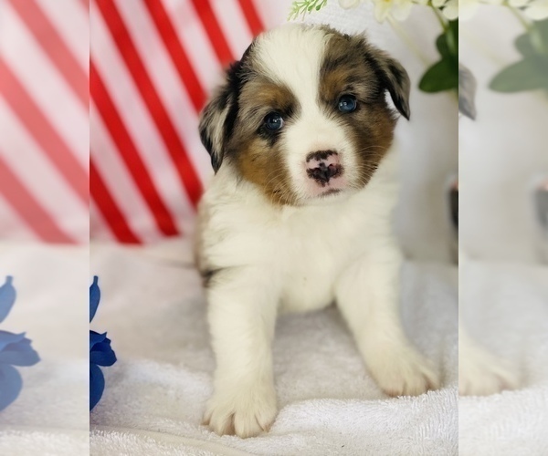 Medium Photo #4 Australian Shepherd Puppy For Sale in ANTHONY, FL, USA