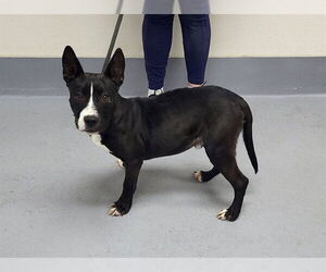 Mutt Dogs for adoption in Louisville, KY, USA