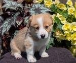Small Photo #22 Pembroke Welsh Corgi Puppy For Sale in GOSHEN, IN, USA