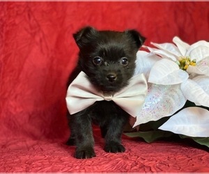 Schipperke-Yorkshire Terrier Mix Puppy for sale in LANCASTER, PA, USA