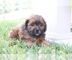Small #4 ShihPoo