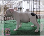 Small Photo #7 American Bully Puppy For Sale in LEWISBURG, TN, USA
