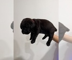 Small #1 Cane Corso