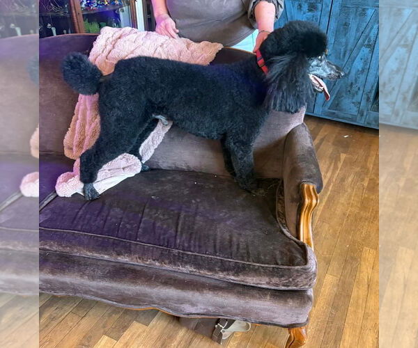 Medium Photo #1 Poodle (Standard)-Unknown Mix Puppy For Sale in Grafton, WI, USA