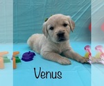 Small Photo #14 Golden Retriever Puppy For Sale in DEARBORN, MO, USA