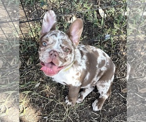 French Bulldog Puppy for sale in SAN ANTONIO, TX, USA
