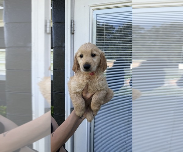 Medium Photo #13 Golden Retriever Puppy For Sale in CHAMPIONS GATE, FL, USA