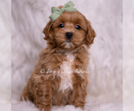 Puppy Jude F1B Maltipoo (Toy)